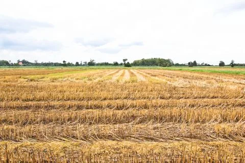 Rice field Stock Photos