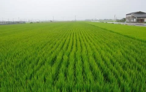 Rice field Stock Photos