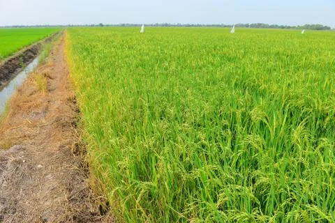 Rice field Foto stock