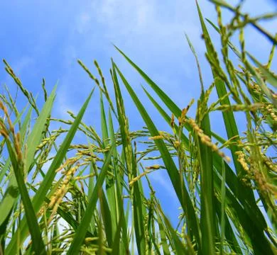 Rice field Stock Photos