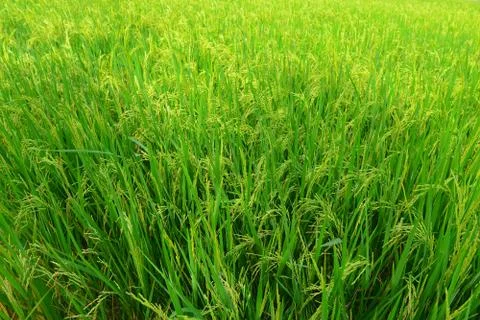 Rice field Foto stock