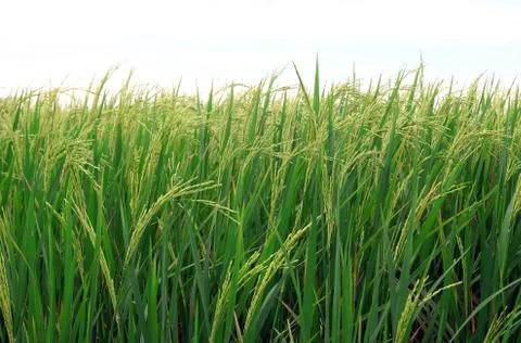 Rice field 스톡 사진