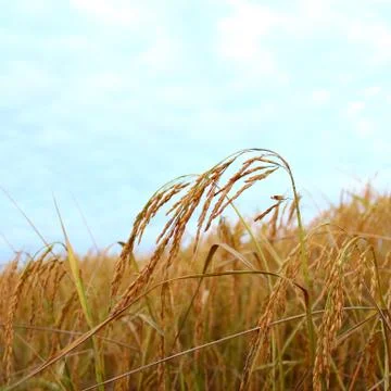 Rice field Stock Photos
