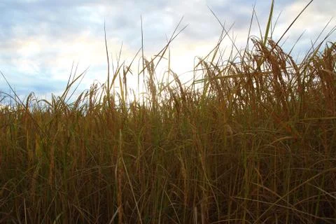 Rice field Stock Photos
