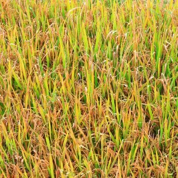 Rice field Stock Photos