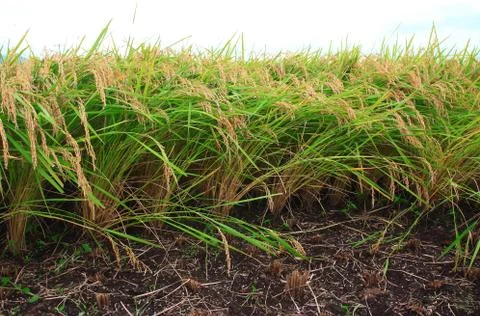 Rice field 스톡 사진