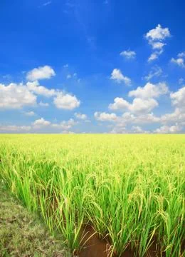 Rice field Stock Photos