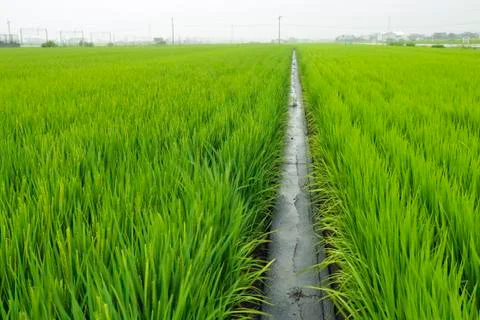 Rice-field Stock Photos