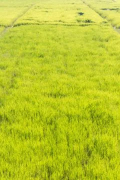 Rice field Foto stock
