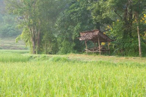 Rice field Stock Photos