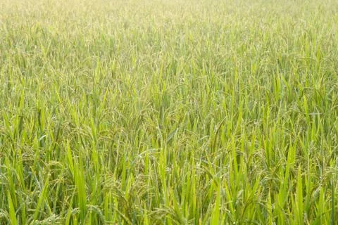 Rice field Stock Photos