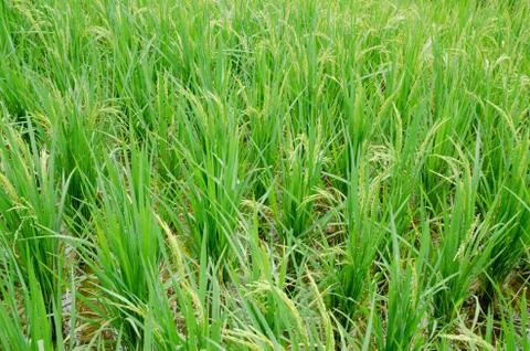 Rice in the field Stock Photos