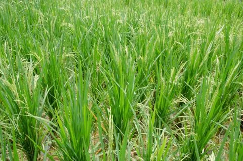 Rice in the field Stock Photos