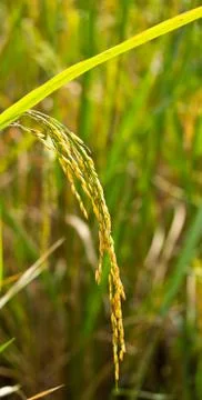 Rice field Stock Photos