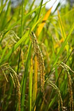 Rice field Stock Photos