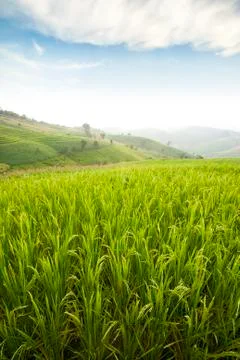 Rice field Stock Photos