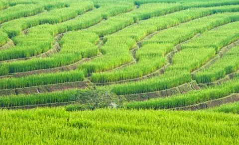 Rice field Stock Photos