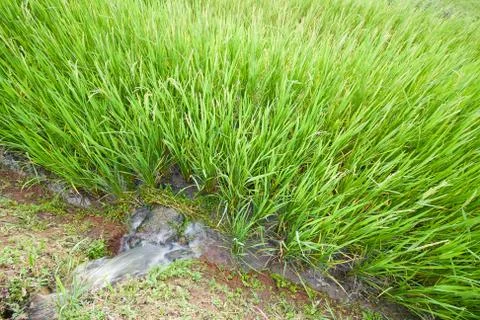 Rice field Stock Photos