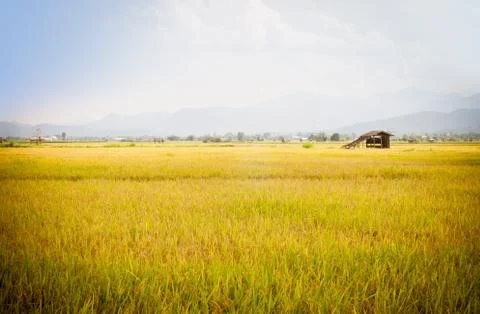 Rice field. Stock Photos