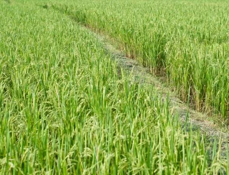 Rice field. Stock Photos