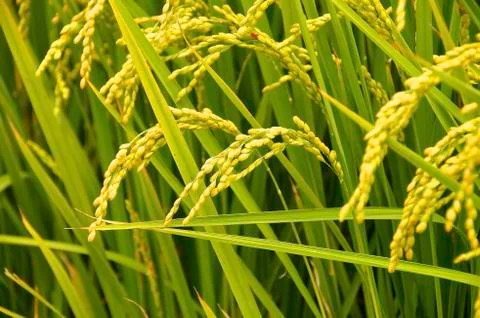 Rice field Stock Photos