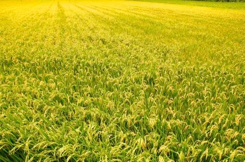 Rice field Foto stock