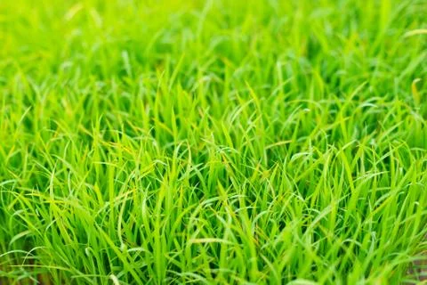 Rice field Stock Photos