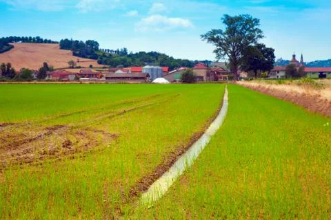 Rice field Stock Photos