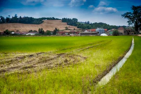 Rice field Stock Photos
