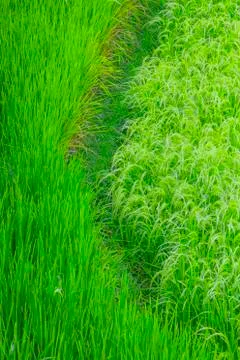 Rice field Stock Photos