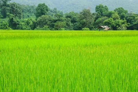 Rice field Fotos de archivo