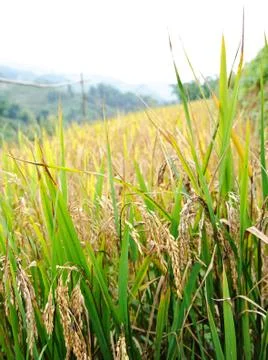 Rice field Stock Photos