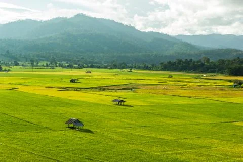 Rice  field Stock Photos