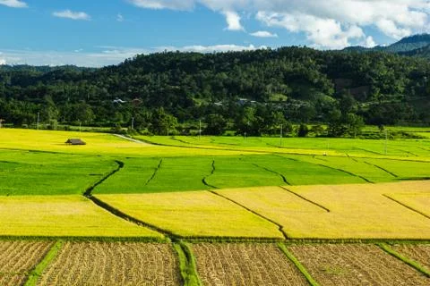 Rice  field Stock Photos