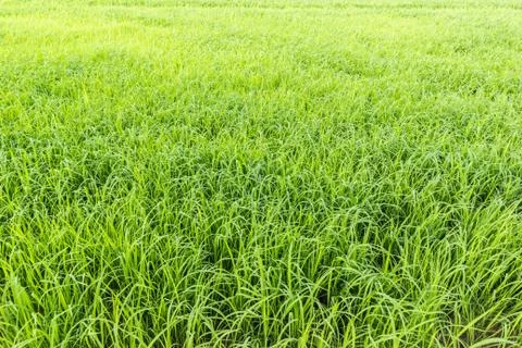 Rice field Stock Photos