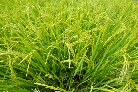 Rice field Foto stock
