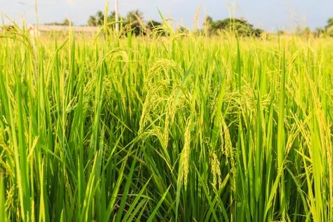 Rice field Stock Photos