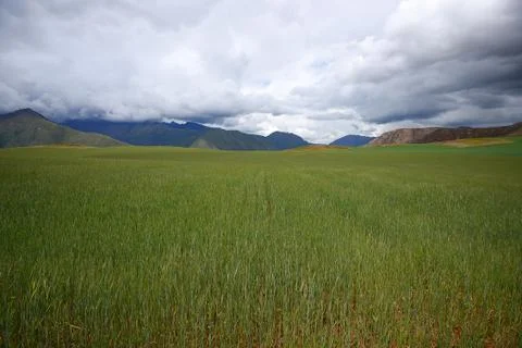 Rice field Stock Photos