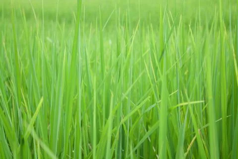 Rice field Stock Photos