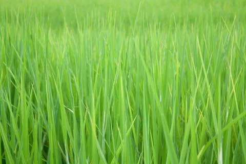 Rice field Stock Photos
