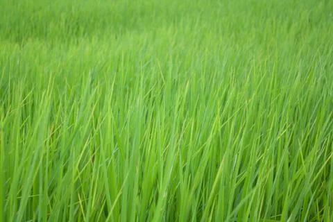 Rice field Stock Photos