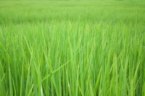 Rice field Stock Photos