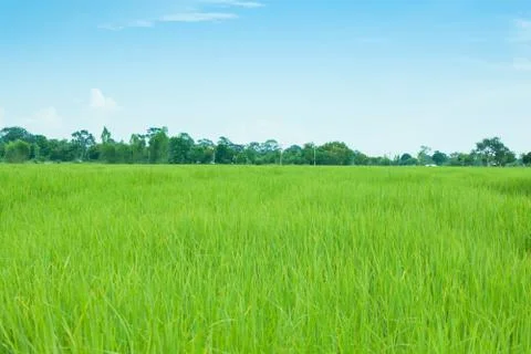 Rice field Foto stock