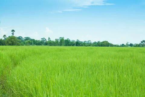 Rice field Stock Photos