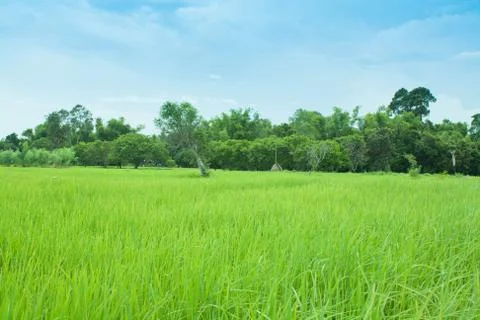 Rice field Stock Photos