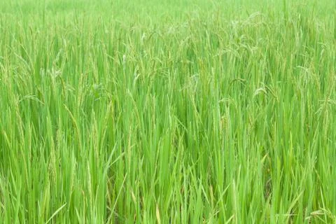 Rice field Stock Photos