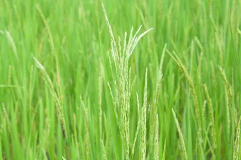 Rice field Stock Photos