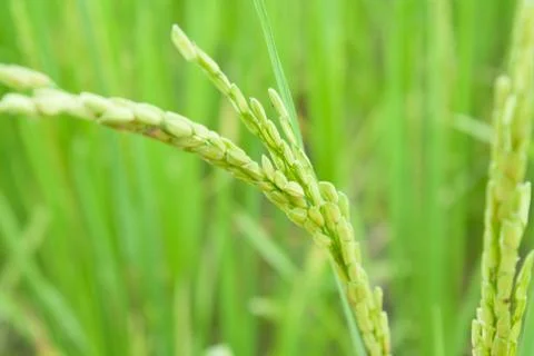 Rice field Stock Photos