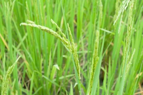 Rice field Foto stock