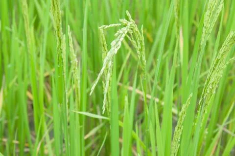 Rice field Stock Photos